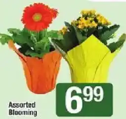 Star Market Assorted Blooming offer