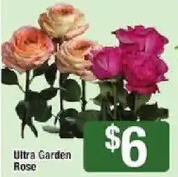 Star Market Ultra Garden Rose offer