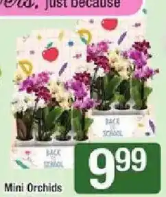 Star Market Mini Orchids offer