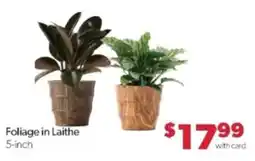 Family Fare Foliage in Laithe offer