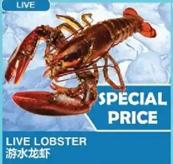 Live Lobster