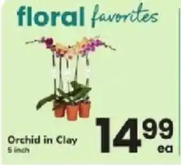 ACME Orchid in Clay offer
