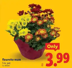 Lidl fleurette mum offer