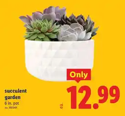Lidl Succulent garden offer