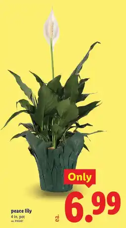 Lidl peace lily offer