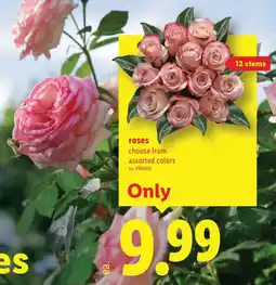 Lidl roses offer