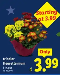 Lidl tricolor fleurette mum offer