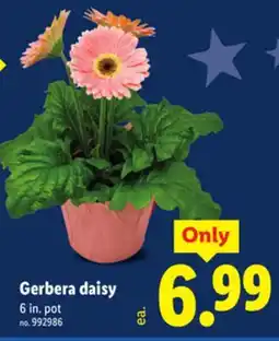 Lidl Gerbera daisy offer