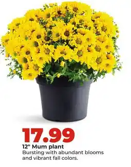 Hy-Vee 12 Mum plant offer