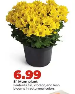 Hy-Vee 8 Mum plant offer