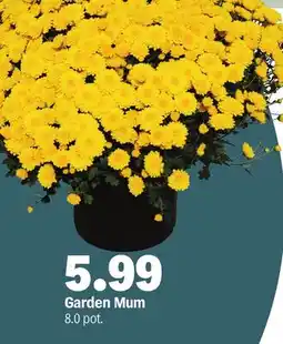 Meijer Garden Mum offer