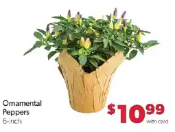 Family Fresh Market Ornamental Peppers offer