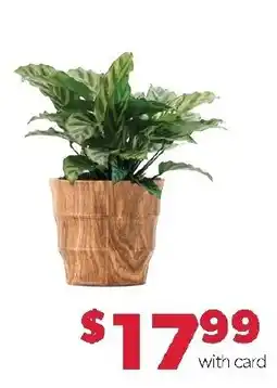 Family Fresh Market Plant in Wood Planter offer