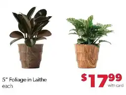 Family Fresh Market 5" Foliage in Laithe offer