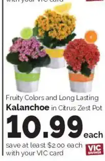 Harris Teeter Kalanchoe in Citrus Zest Pot offer
