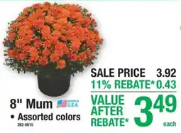Menards 8" Mum offer