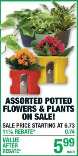 Menards Assorted Potted Flowers & Plants offer