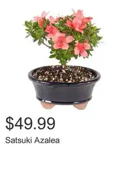 Costco Satsuki Azalea offer