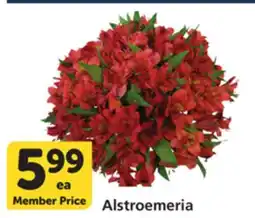 Albertsons Alstroemeria offer