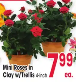 Jewel-Osco Mini Roses in Clay w/Trellis offer