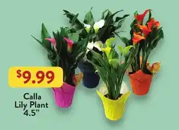 Fresh Thyme Calla Lily Plant offer