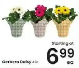 Albertsons Gerbera Daisy offer