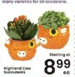 Albertsons Highland Cow Succulents offer