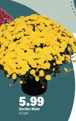 Garden Mum