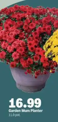 Meijer Garden Mum Planter offer