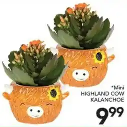 Pete's Fresh Market Mini Highland Cow Kalanchoe offer
