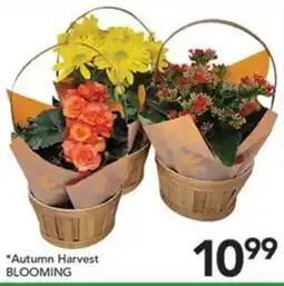 Pete's Fresh Market Autumn Harvest Blooming offer