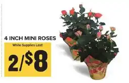Food Lion 4 inch mini roses offer