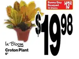Super Saver Croton Plant offer