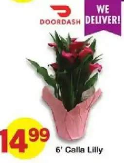 United Supermarkets Doordash 6' Calla Lily offer