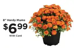 Mariano's 8" Hardy Mums offer
