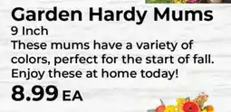 Sunset Foods Garden Hardy Mums offer