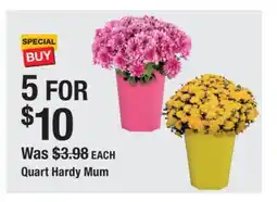 The Home Depot Quart Hardy Mum offer