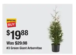 The Home Depot 3 Green Giant Arborvitae offer
