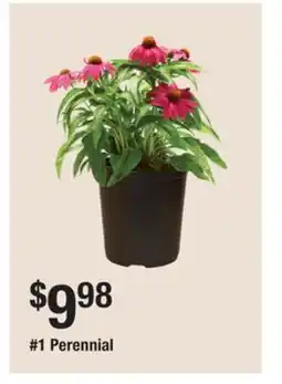 The Home Depot 1 Perennial offer