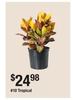The Home Depot 10 Tropical offer