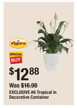 The Home Depot VIGORO #6 Tropical in Decorative Container offer
