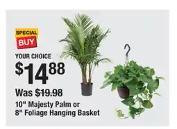 The Home Depot 10 Majesty Palm or 8 Foliage Hanging Basket offer