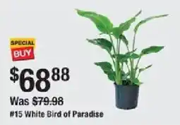 The Home Depot White Bird of Paradise offer