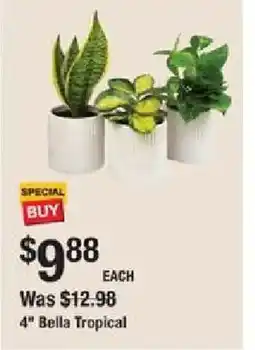 The Home Depot 4" Bella Tropical offer