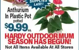 Angelo Caputo's Fresh Market Anthurium In Plastic Pot offer
