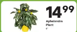 Coborn's Aphelandra Plant offer