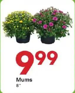 Coborn's Mums offer