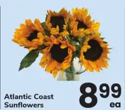 ACME Atlantic Coast Sunflowers offer