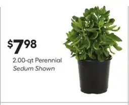 Lowe's 2.00-qt Perennial Sedum Shown offer