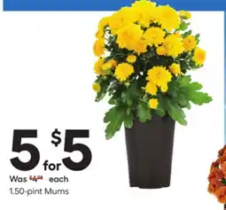 Lowe's 1.50-pint Mums offer